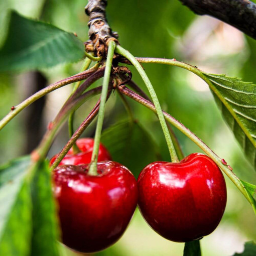 Mini Patio - Třešeň Carmine Jewel, nádoba 4L