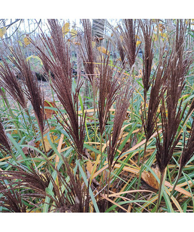 Ozdobnice čínská 'New Hybrid'  4L