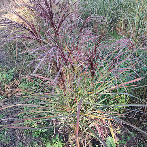 Ozdobnice čínská 'New Hybrid'  4L