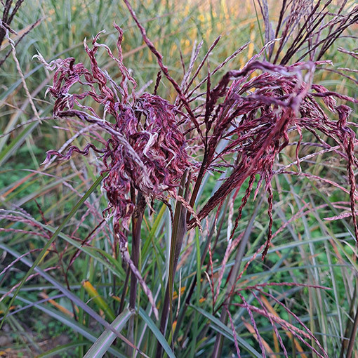 Ozdobnice čínská 'New Hybrid'  4L