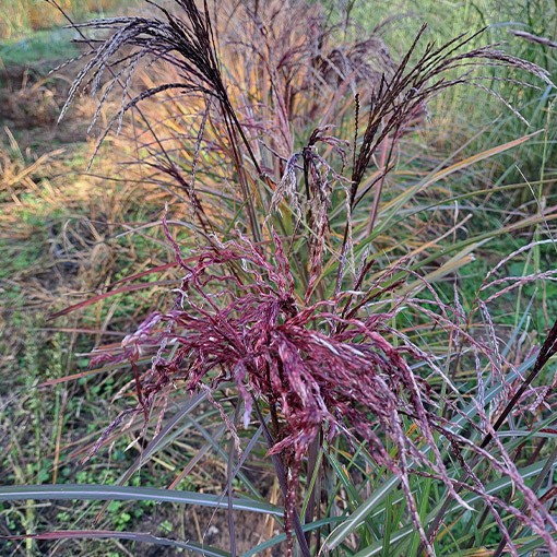 Ozdobnice čínská 'New Hybrid'  4L