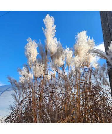 Ozdobnice čínská 'Memory'  4L