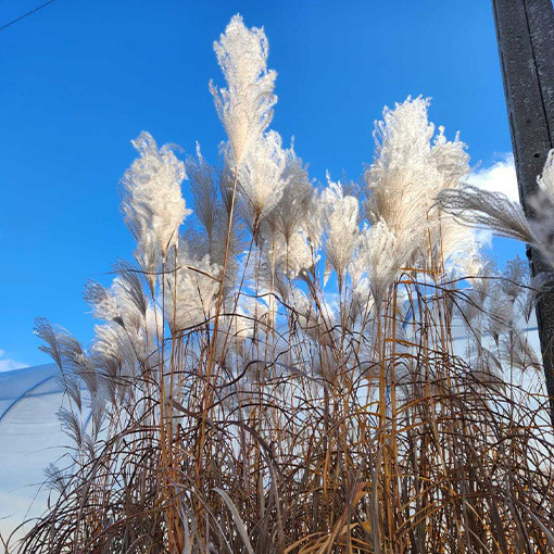Ozdobnice čínská 'Memory'  4L