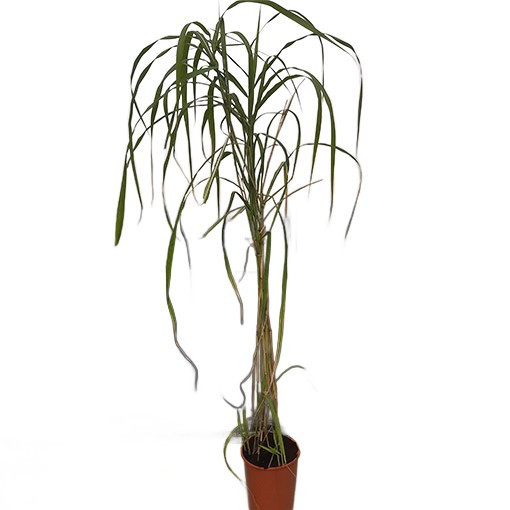 Ozdobnice čínská 'Memory'  4L