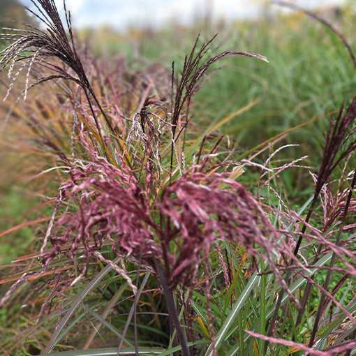 Ozdobnice čínská 'Little Miss'  4L