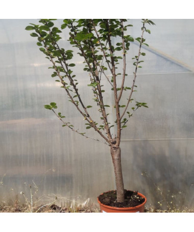 Mini Patio - Třešeň Carmine Jewel, nádoba 4L