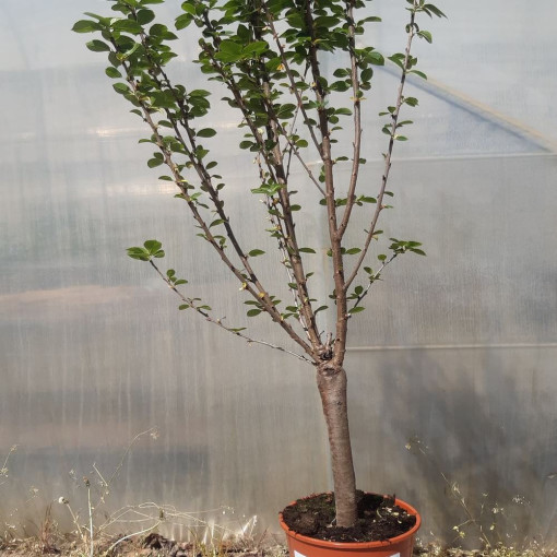 Mini Patio - Třešeň Carmine Jewel, nádoba 4L