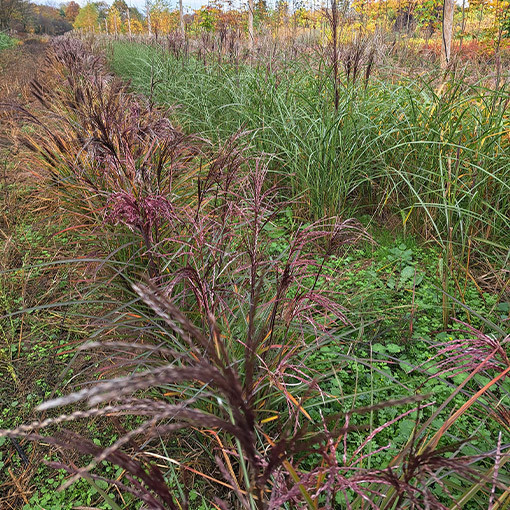 Ozdobnice čínská 'Little Miss'  4L