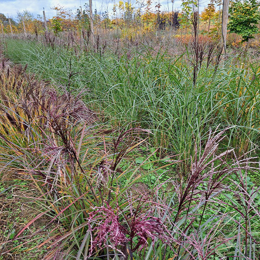 Ozdobnice čínská 'Little Miss'  4L