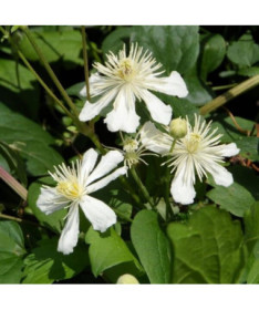 Plamének Paul Farges (botanický, vonný)  4L