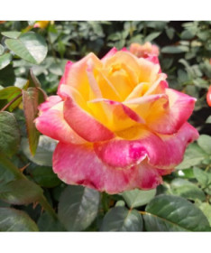 Velkokvětá růže 'Desse'  4L