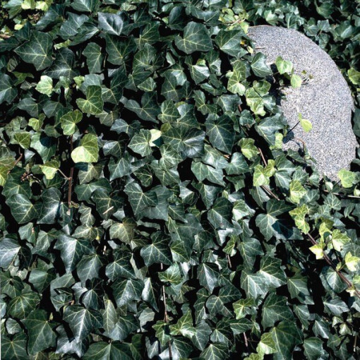 Břečťan 'Thorndale'  2L