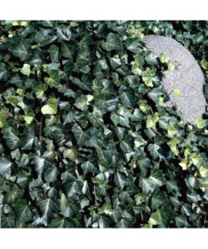 Břečťan 'Thorndale'  2L