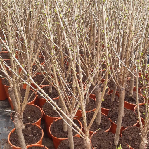 Mini Patio - Třešeň Carmine Jewel, nádoba 4L