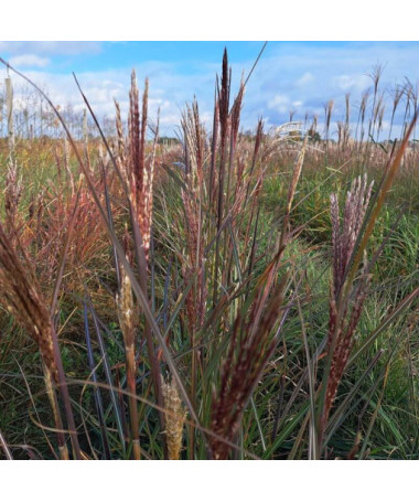 Ozdobnice čínská 'Gracillimus'  2L