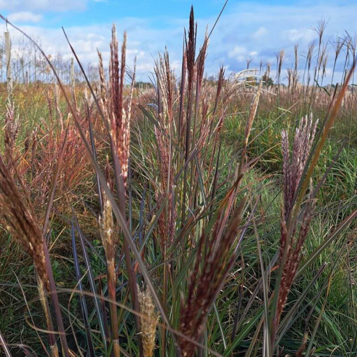 Ozdobnice čínská 'Gracillimus'  2L
