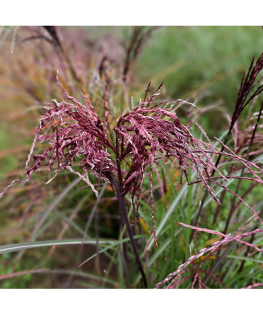 Ozdobnice čínská 'Little Miss'  2L