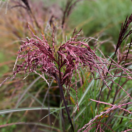 Ozdobnice čínská 'Little Miss'  2L