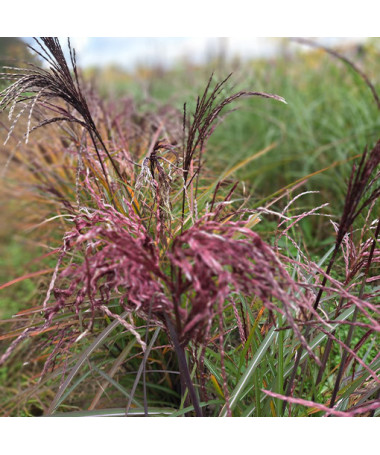 Ozdobnice čínská 'Little Miss'  2L