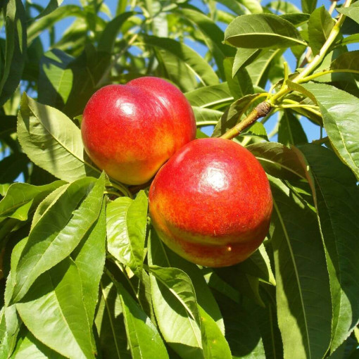 Mini Patio - Nektarinka Rubis, nádoba 4L