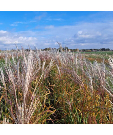 Ozdobnice čínská 'Adagio'  2L