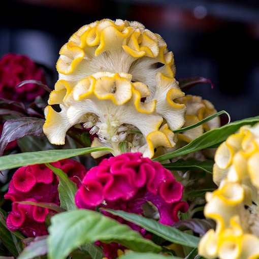 Nevadlec hřebenitý směs barev