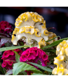 Nevadlec hřebenitý směs barev