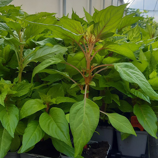 Nevadlec hřebenitý směs barev