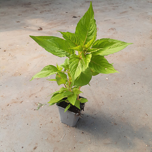 Nevadlec hřebenitý směs barev