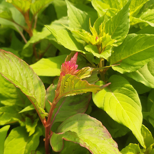 Nevadlec chocholatý - MIX barev