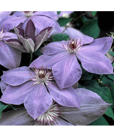 Clematis Elsa Späth kontejner P9/C1
