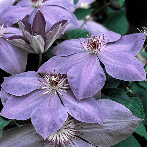 Clematis Elsa Späth kontejner P9/C1