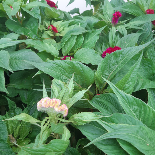 Nevadlec hřebenitý - MIX barev  2L