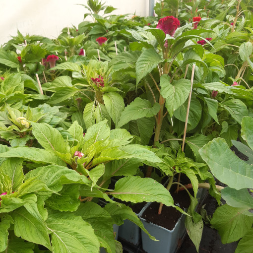 Nevadlec hřebenitý - MIX barev  2L