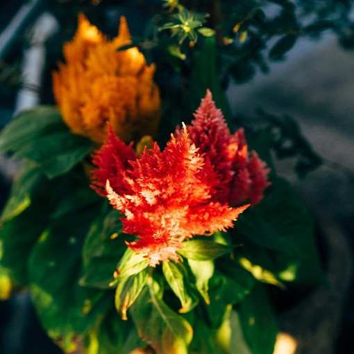 Nevadlec chocholatý - MIX barev  2L