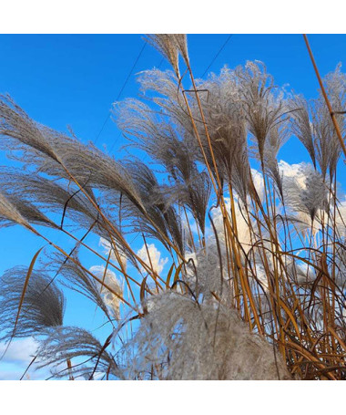 Ozdobnice čínská 'Memory'  2L