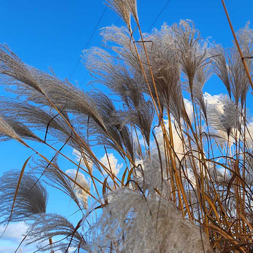 Ozdobnice čínská 'Memory'  2L