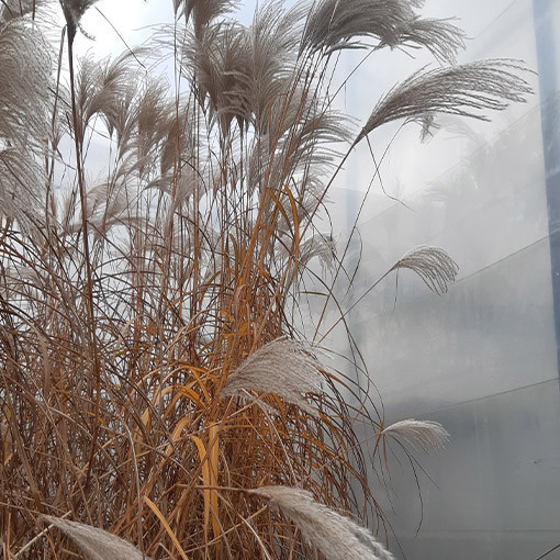 Ozdobnice čínská 'Memory'  2L