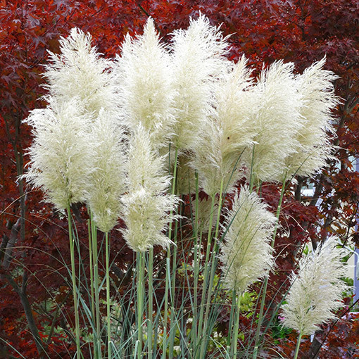 Pampová tráva 'White Plume'  2L