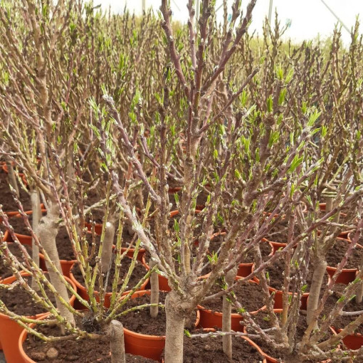 Mini Patio - Nektarinka Rubis, nádoba 4L