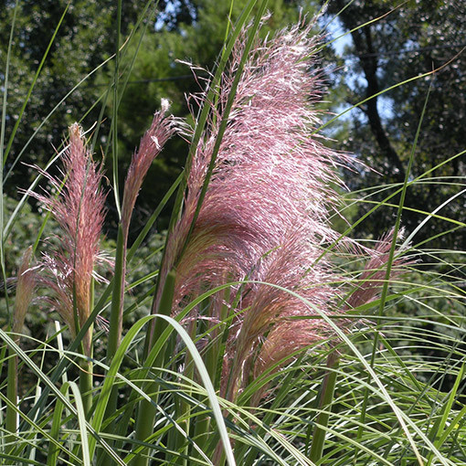 Pampová tráva ROSEA  2L