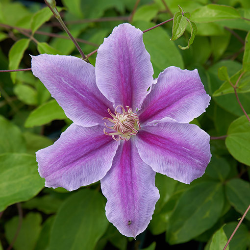 Clematis 'Bees Jubilee' kontejner P9/C1
