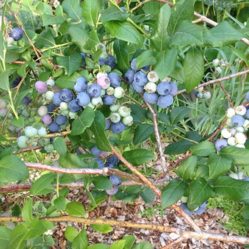 Kanadská borůvka 'Bluecrop'  4L