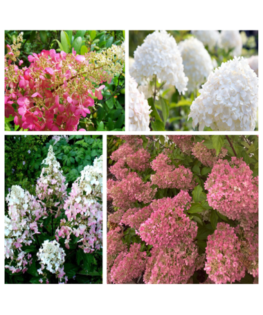 Sada 4 ks - Hortenzii keřové v květináči 2L