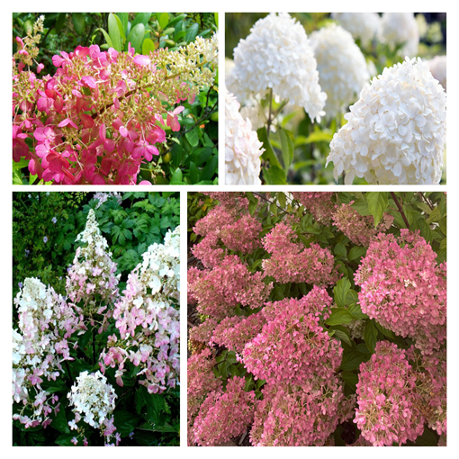 Sada 4 ks - Hortenzii keřové v květináči 2L