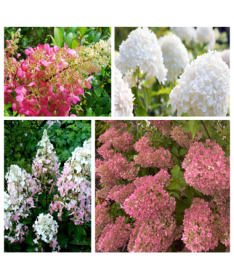 Sada 4 ks - Hortenzii keřové v květináči 2L