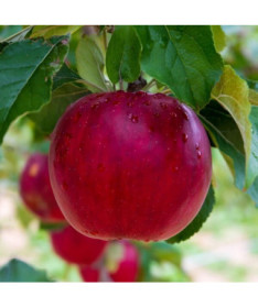 Mini Patio - Jabloň Pidi, 4L květináč