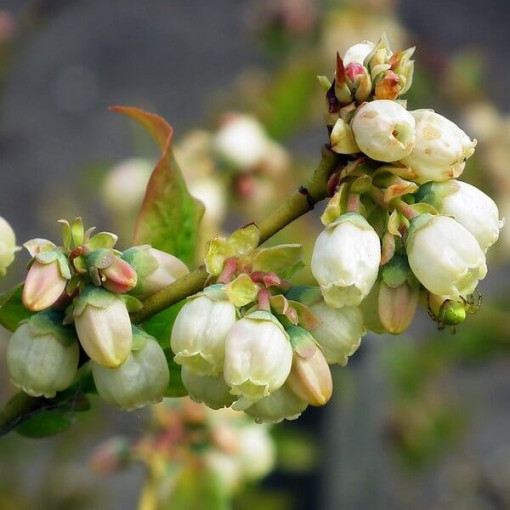 Kanadská borůvka 'Bluegold' v 4litrovém kontejneru
