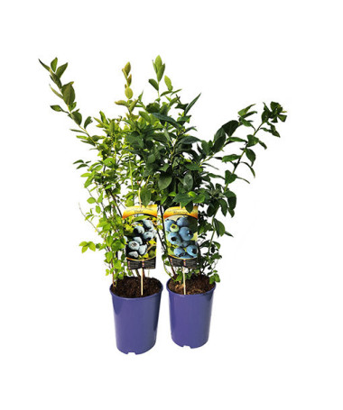 Kanadská borůvka 'Brigitta'  4L