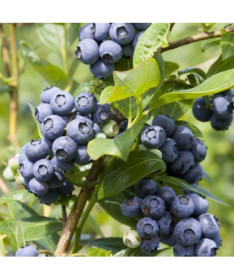 Kanadská borůvka 'Spartan'  4L